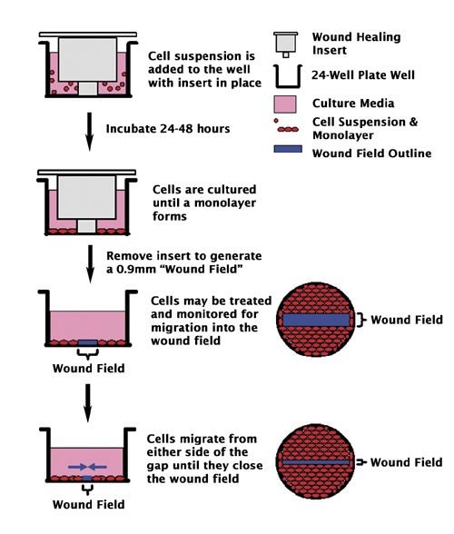 Wound Healing Assay